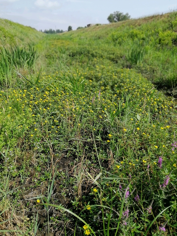 colonie de Ludwigia_resized_20200802_072659391