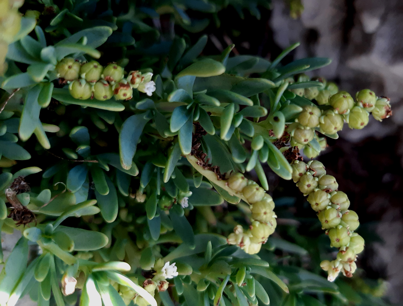 Heliotropium curassavicum_20201011_Gruissan1