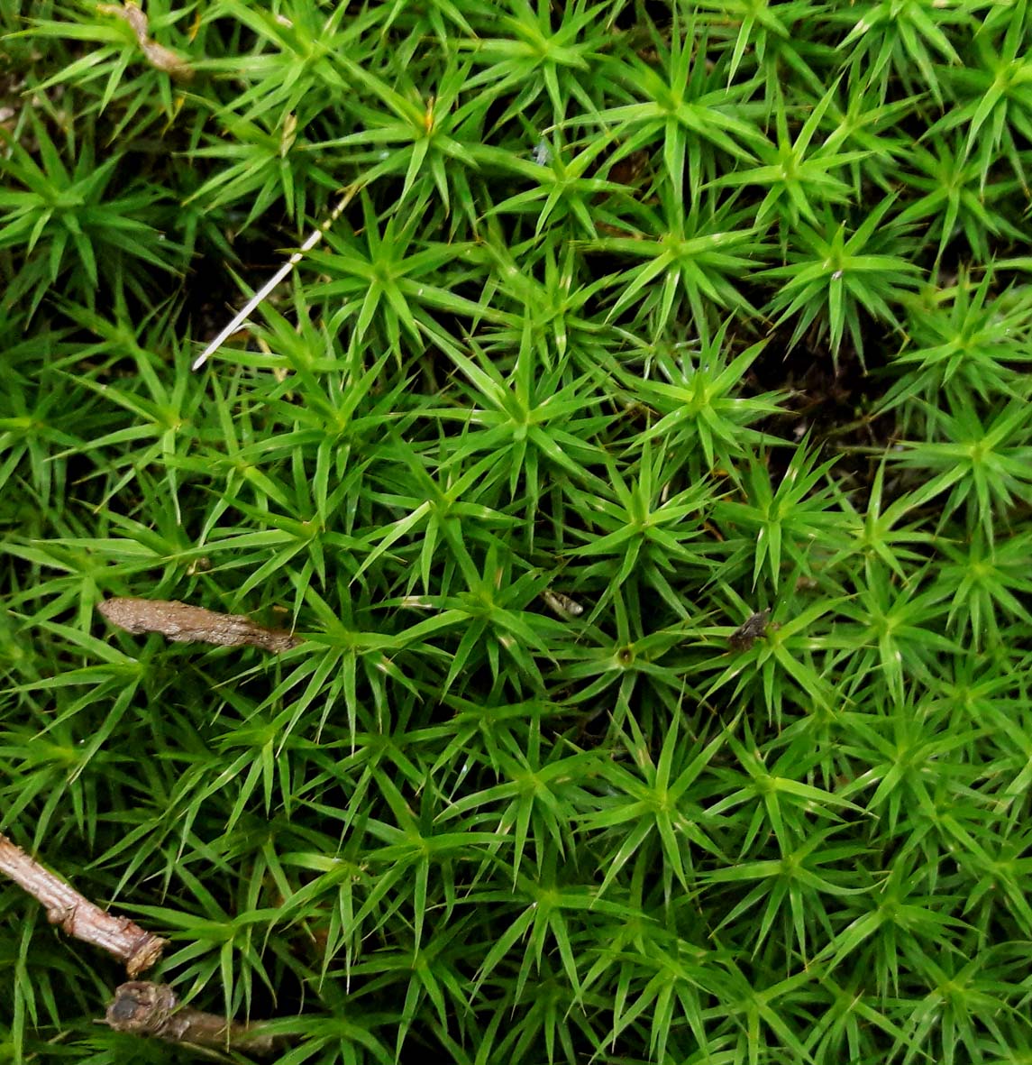 Polytrichum formosum_St Guillem_200927