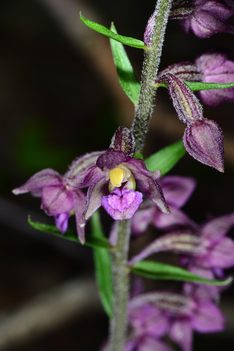 Epipactis atrorubens 3