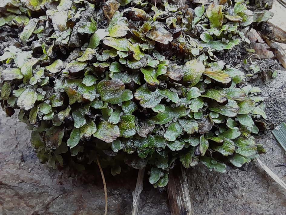 Targonia hypophylla-Montner-201129