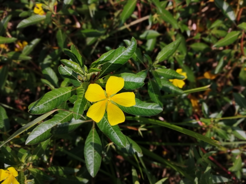 Ludwigia peploides_resized_20200802_072659648