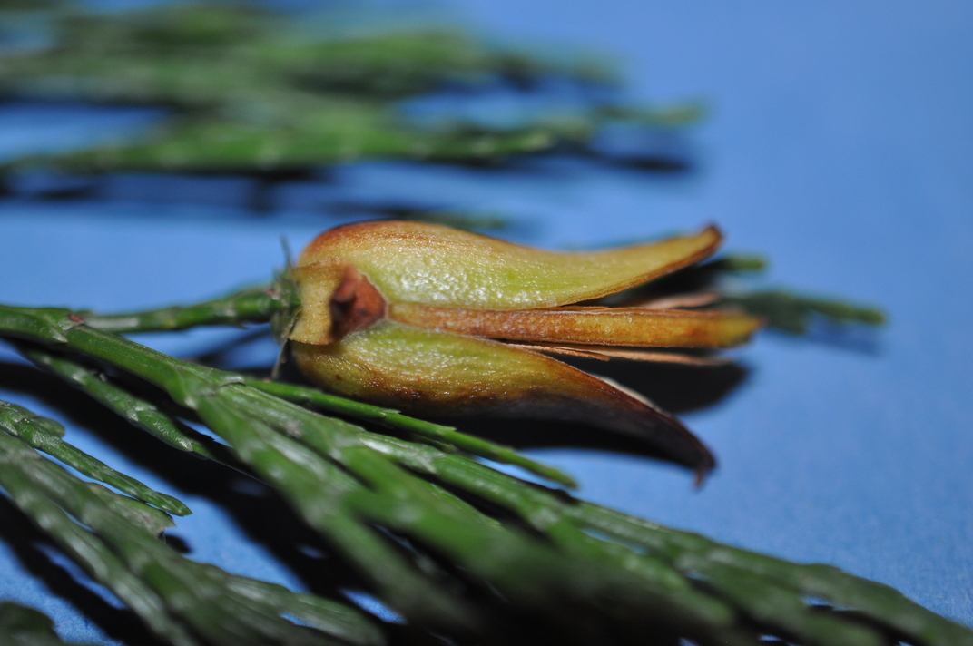 Calocedrus_sp (4)