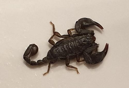 scorpion