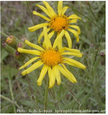 Senecio ceratophylloides Argentine3