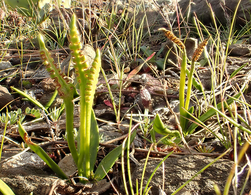 Ophioglossum lusitanicum_CéF_VR