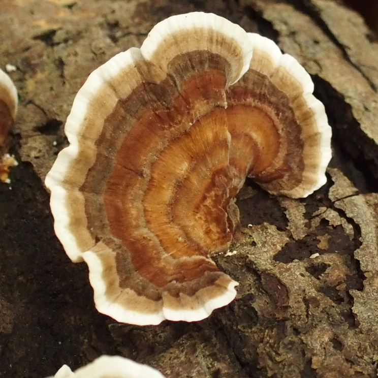 Trametes versicolor