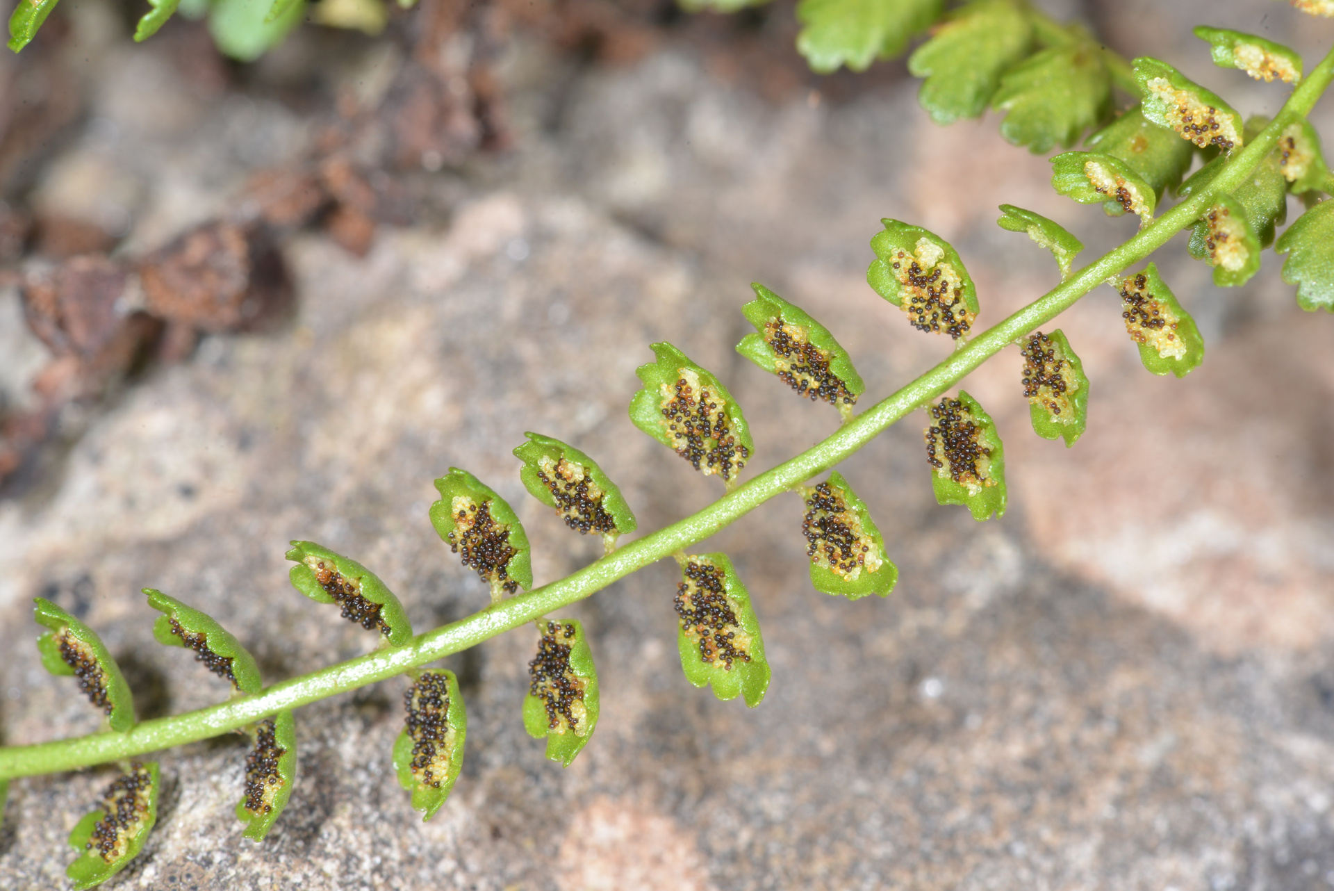 asplenium2