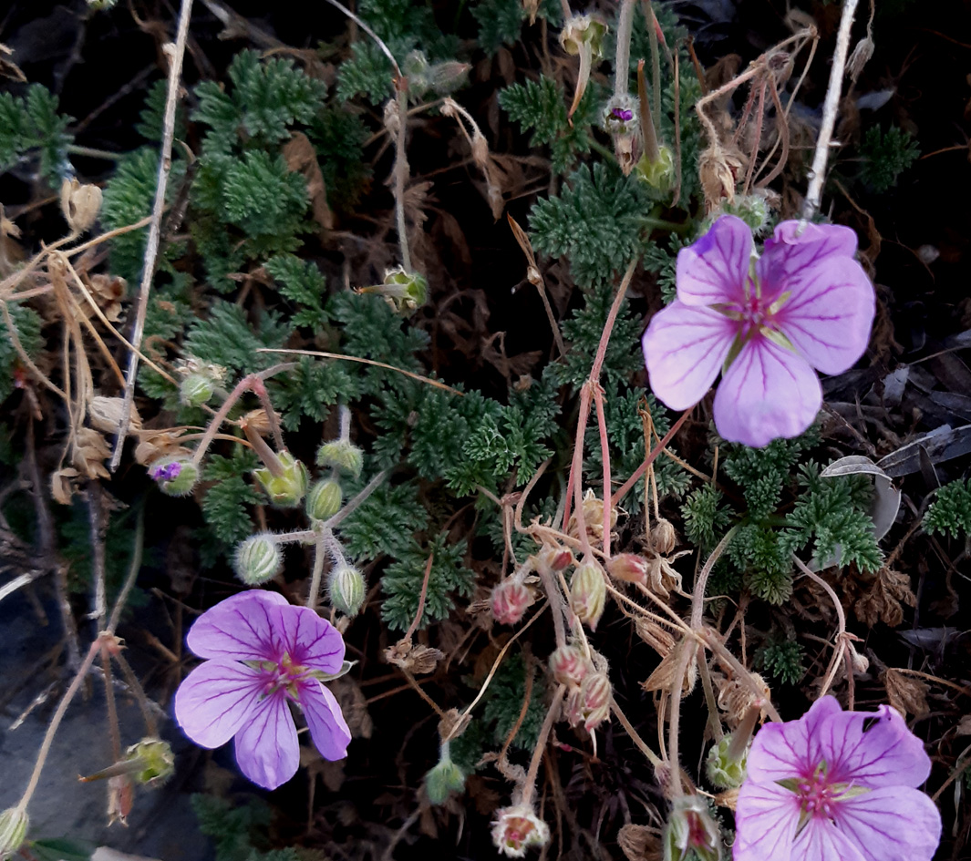 Erodium glandulosus_20201011_Gruissan