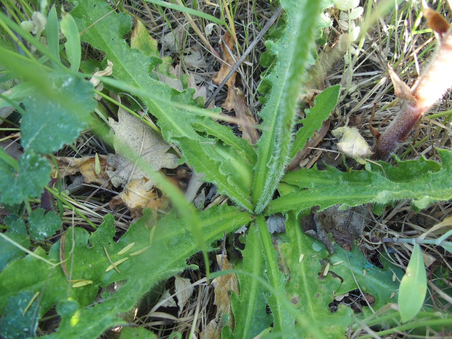 Orobanche Plante base